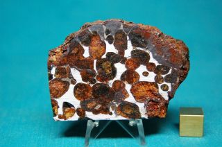 Sericho Pallasite Meteorite 63.  1 Grams