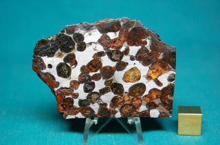Sericho Pallasite meteorite 63.  1 grams 2