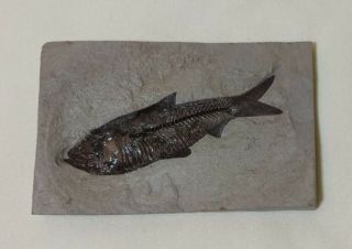 Small Herring Fish Fossil,  Lower Eocene Era,  50 Million Years Old