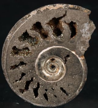 Polished Pyrite Ammonite Fossil Jurassic 26 Mm Pyritized Pendant 2526p - Russia