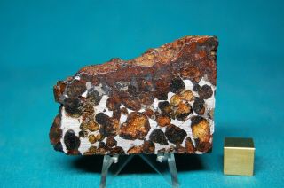 Sericho Pallasite Meteorite 58.  3 Grams