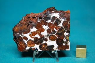 Sericho Pallasite Meteorite 63.  9 Grams
