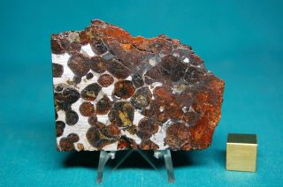 Sericho Pallasite meteorite 63.  9 grams 2