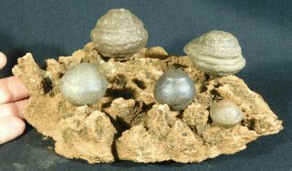 Five Moqui Marbles On A Big Natural Navajo Sandstone Formation Utah 1254gr E