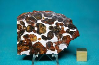 Sericho Pallasite Meteorite 69.  9 Grams