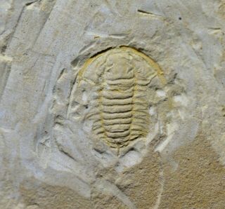 Uncommon Decurtatus Conicus Trilobite,  Sandu Fm,  Late Cambrian