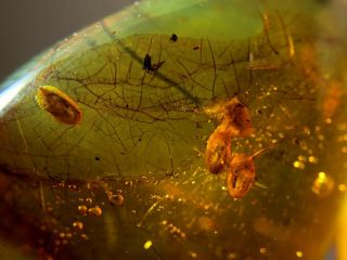 4 Rare Germinated Seeds Burmite Myanmar Burmese Amber Insect Fossil Dinosaur Age