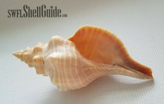 Horse Conch Shell - Offical State Shell Of Florida - 11.  00 " Self - Collected Marco