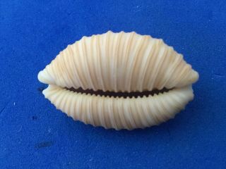 27mm Cypraea Granulata Hawaii Shell Seashell Gem