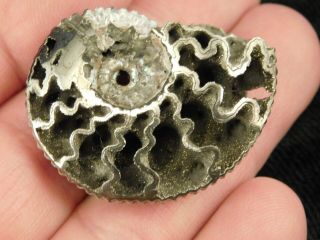 A Larger Polished 100 Natural Pyrite Ammonite Fossil From Russia 13.  6 E