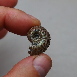 23mm Kosmoceras Ammonite Pyrite Fossils Ryazan Russia Fossilien Pendant 2