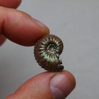 23mm Kosmoceras Ammonite Pyrite Fossils Ryazan Russia Fossilien Pendant 3