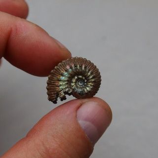 23mm Kosmoceras Ammonite Pyrite Fossils Ryazan Russia Fossilien Pendant 4