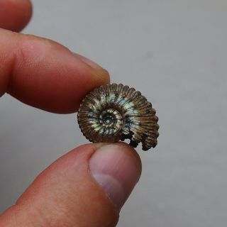 23mm Kosmoceras Ammonite Pyrite Fossils Ryazan Russia Fossilien Pendant 5