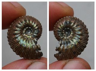 23mm Kosmoceras Ammonite Pyrite Fossils Ryazan Russia Fossilien Pendant 6
