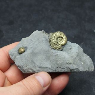 Arieticeras Brachiopode Ammonite Fossil Natural Pyrite Jurassic Pliensbach