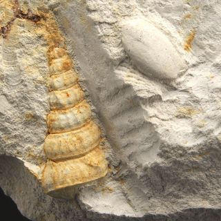 Gastropods - Cerithium Nerei,  Cylichna Faba - Upper Cretaceous - Ciszyca - Poland