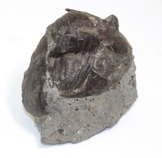 Trilobite,  Pseudomegalaspis Patagiata,  Ordovician,  Haellekies,  Sweden - Eb7009