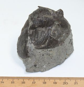 Trilobite,  Pseudomegalaspis patagiata,  Ordovician,  Haellekies,  Sweden - eb7009 2