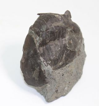Trilobite,  Pseudomegalaspis patagiata,  Ordovician,  Haellekies,  Sweden - eb7009 3