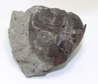 Trilobite,  Pseudomegalaspis patagiata,  Ordovician,  Haellekies,  Sweden - eb7009 4