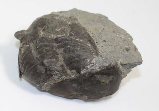 Trilobite,  Pseudomegalaspis patagiata,  Ordovician,  Haellekies,  Sweden - eb7009 5