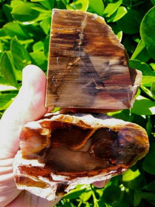 Two (2) Rare Polished Agate Petrified Wood Cherry Creek Nv Owyhee Mountains 1lb