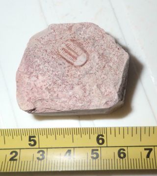 Fossil Brownish Trilobite Ductina Vietnamica 12x7 Mm 37.  6 Gram