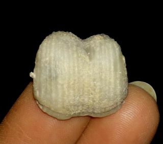 Brachiopod Fossil From Timor,  18mm