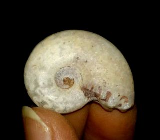 Ammonite Fossil,  Daraelitidae From Timor,  27mm