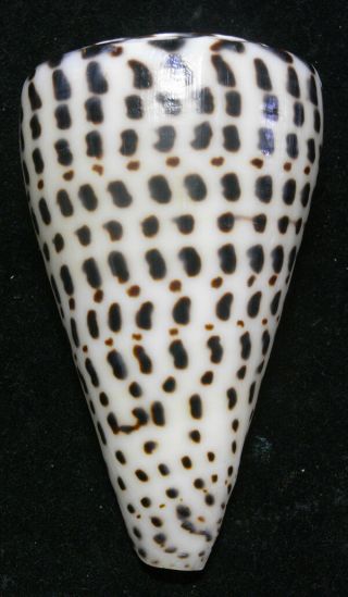 Formosa/seashell/conus Leopardus 108mm.  W/o.