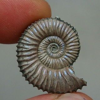 24mm Peltoceras Sp.  Pyrite Ammonite Fossils Callovian Fossilien Russia
