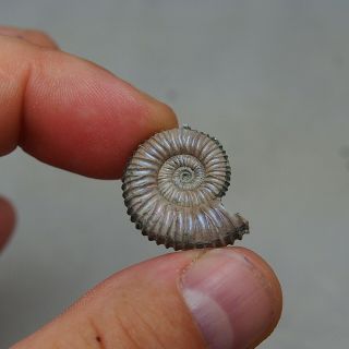 24mm Peltoceras sp.  Pyrite Ammonite Fossils Callovian Fossilien Russia 2