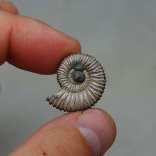 24mm Peltoceras sp.  Pyrite Ammonite Fossils Callovian Fossilien Russia 3