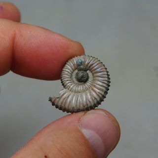 24mm Peltoceras sp.  Pyrite Ammonite Fossils Callovian Fossilien Russia 4