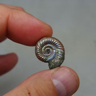 20mm Alligaticeras sp.  Pyrite Ammonite Fossils Callovian Fossilien Russia 2