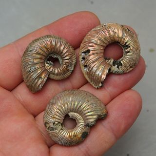 3x Quenstedtoceras 35 - 39mm Pyrite Ammonite Fossils Fossilien Russia pendant 3