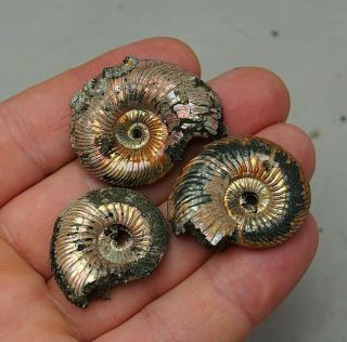 3x Quenstedtoceras 31 - 38mm Pyrite Ammonite Fossils Fossilien Russia Pendant