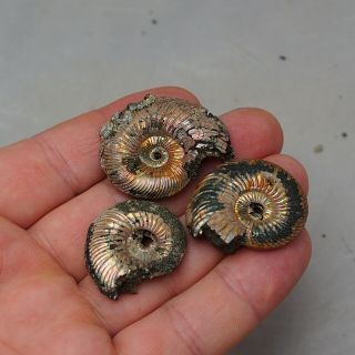 3x Quenstedtoceras 31 - 38mm Pyrite Ammonite Fossils Fossilien Russia pendant 2