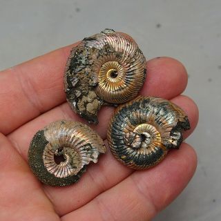 3x Quenstedtoceras 31 - 38mm Pyrite Ammonite Fossils Fossilien Russia pendant 3