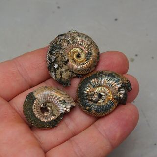3x Quenstedtoceras 31 - 38mm Pyrite Ammonite Fossils Fossilien Russia pendant 4