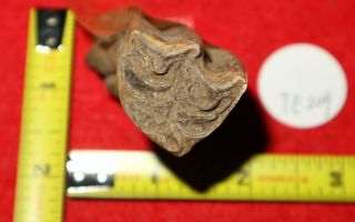 Te209 Mongolica Fossil Horse Teeth