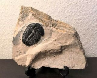 Large Elrathia Trilobite Fossil From Utah In Matrix.  1 1/4 " Trilobite Great Cond