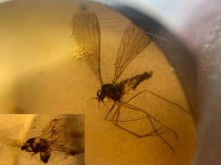 Megaptera Scorpion Fly Burmite Myanmar Burmese Amber Insect Fossil Dinosaur Age
