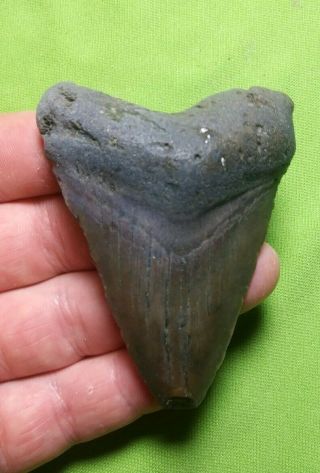 Huge " 2.  99 Megalodon Shark Tooth Teeth Extinct Fossil Meg Scuba Diver Direct 75