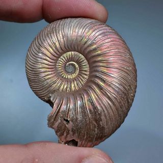 5 Cm (2 In) Ammonite Shell Quenstedtoceras Jurassic Pyrite Russia Fossil