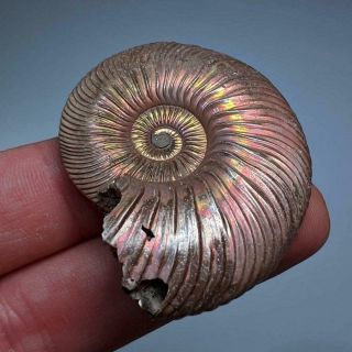 5 cm (2 in) Ammonite shell Quenstedtoceras jurassic pyrite Russia fossil 3