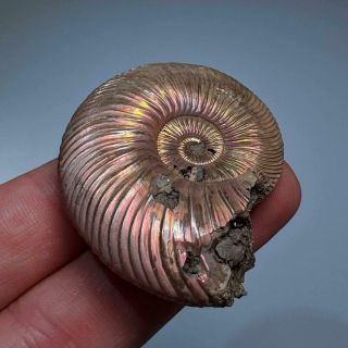 5 cm (2 in) Ammonite shell Quenstedtoceras jurassic pyrite Russia fossil 4