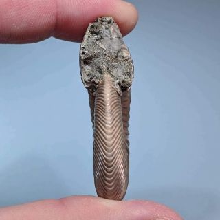 5 cm (2 in) Ammonite shell Quenstedtoceras jurassic pyrite Russia fossil 5