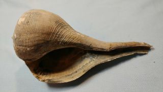 Fossil Left - Handed Whelk Shell From Florida - Busycon Sinistrum